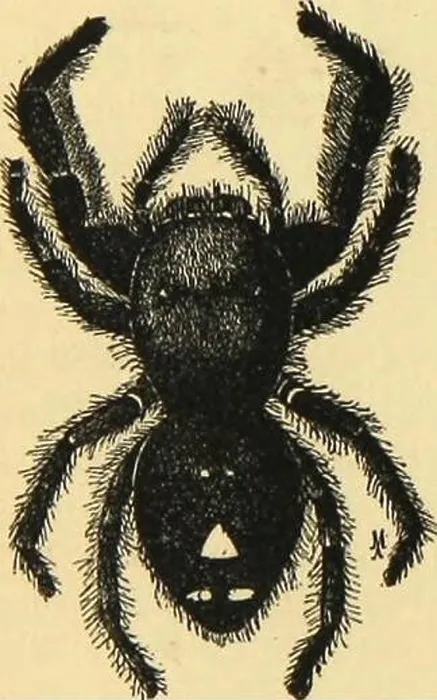 Framed Print : Archive image from page 275 of American spiders and their spinning Framed Print : Archive image from page 275 of American spiders and their spinning