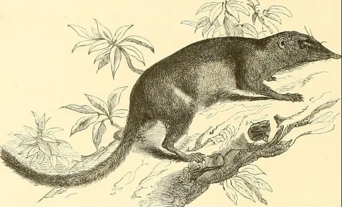 Framed Print : Archive image from page 427 of De Dierentuin van het Koninklijk Framed Print : Archive image from page 427 of De Dierentuin van het Koninklijk