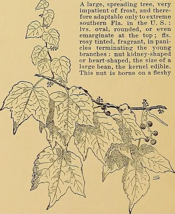 Framed Print : Archive image from page 85 of Cyclopedia of American horticulture Framed Print : Archive image from page 85 of Cyclopedia of American horticulture