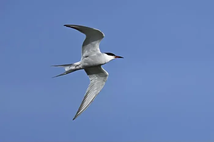 Framed Print : Arctic Arctic Tern (Sterna paradisaea), in flight, Texel, West Frisian Islands, province of North Holland, Netherlands Framed Print : Arctic Arctic Tern (Sterna paradisaea), in flight, Texel, West Frisian Islands, province of North Holland, Netherlands
