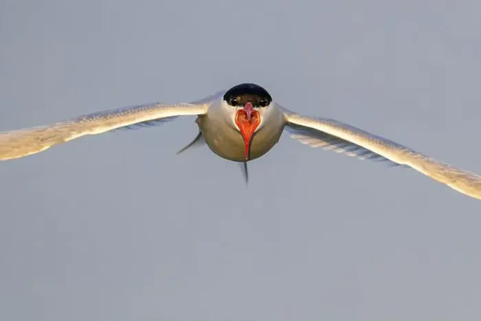 Framed Print : An Arctic Arctic Tern (Sterna paradisaea) flies directly towards the camera Framed Print : An Arctic Arctic Tern (Sterna paradisaea) flies directly towards the camera