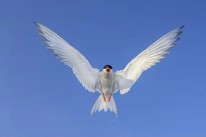 Framed Print : An Arctic Arctic Tern (Sterna paradisaea) with outspread wings flying in front of a clear blue sky Framed Print : An Arctic Arctic Tern (Sterna paradisaea) with outspread wings flying in front of a clear blue sky