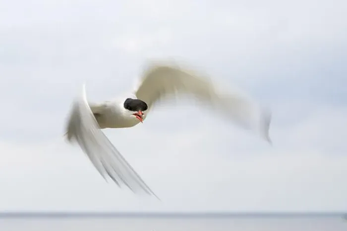 Framed Print : An Arctic Arctic Tern (Sterna paradisaea) with outstretched wings Framed Print : An Arctic Arctic Tern (Sterna paradisaea) with outstretched wings
