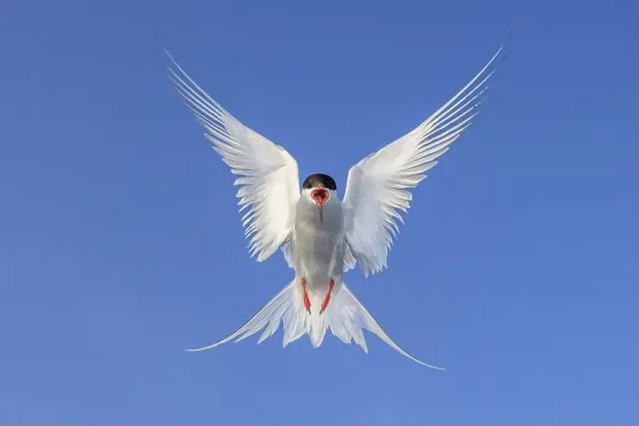Framed Print : An Arctic Arctic Tern (Sterna paradisaea) with outstretched wings flies majestically against a clear blue sky Framed Print : An Arctic Arctic Tern (Sterna paradisaea) with outstretched wings flies majestically against a clear blue sky