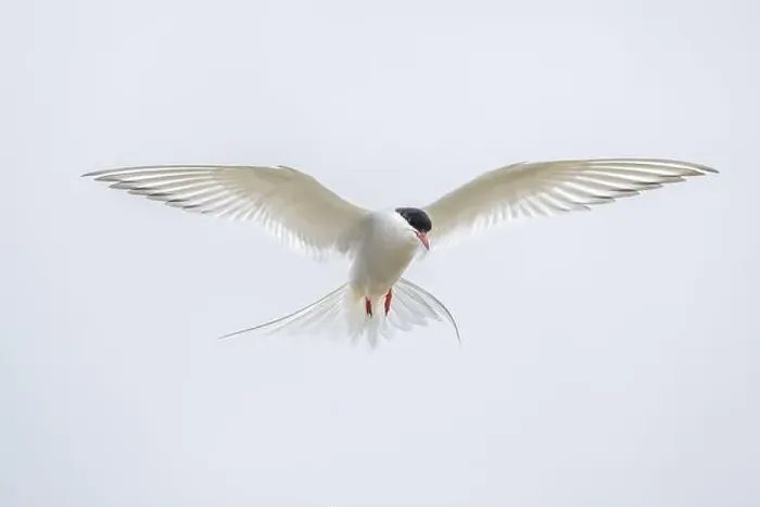 Framed Print : An Arctic Arctic Tern (Sterna paradisaea) with outstretched wings in flight Framed Print : An Arctic Arctic Tern (Sterna paradisaea) with outstretched wings in flight
