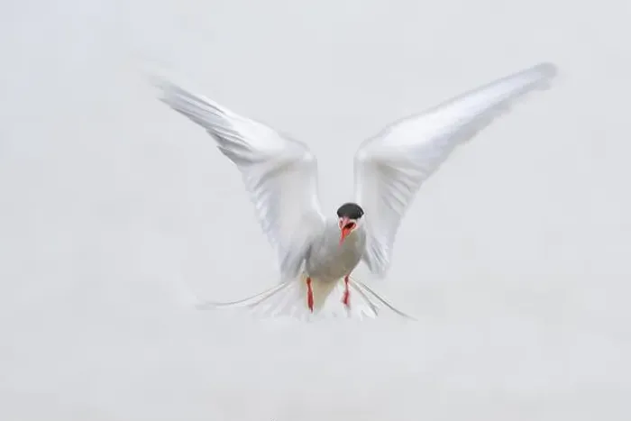 Framed Print : An Arctic Arctic Tern (Sterna paradisaea) with outstretched wings in flight Framed Print : An Arctic Arctic Tern (Sterna paradisaea) with outstretched wings in flight
