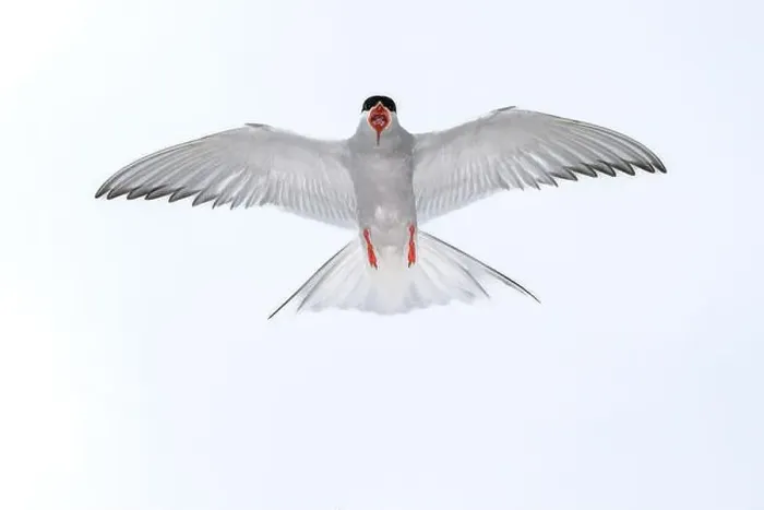 Framed Print : An Arctic Arctic Tern (Sterna paradisaea) with wide-spread wings flying symmetrically in the sky Framed Print : An Arctic Arctic Tern (Sterna paradisaea) with wide-spread wings flying symmetrically in the sky
