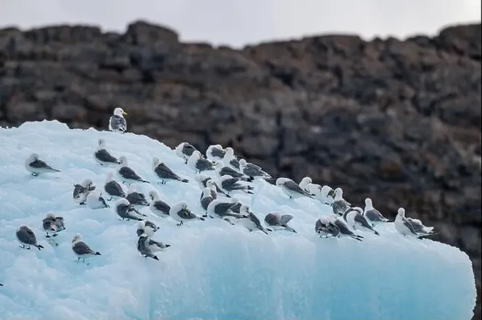 Framed Print : Arctic birds on an Iceberg on Belcher island, Devon island, Nunavut, Canadian Arctic, Canada, North America Framed Print : Arctic birds on an Iceberg on Belcher island, Devon island, Nunavut, Canadian Arctic, Canada, North America