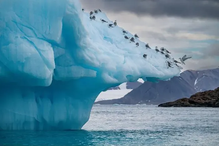 Framed Print : Arctic birds on an Iceberg on Belcher island, Devon island, Nunavut, Canadian Arctic, Canada, North America Framed Print : Arctic birds on an Iceberg on Belcher island, Devon island, Nunavut, Canadian Arctic, Canada, North America