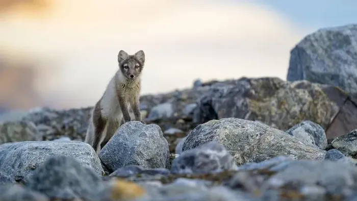 Framed Print : Arctic fox (Alopex lagopus) in rocky landscape, Svalbard Framed Print : Arctic fox (Alopex lagopus) in rocky landscape, Svalbard
