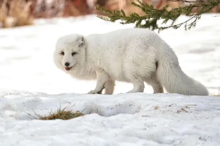 Framed Print : Arctic fox in an animal sanctuary Framed Print : Arctic fox in an animal sanctuary
