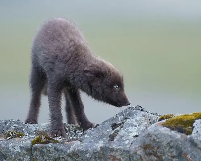 Framed Print : Arctic fox cub cautiously walking along rocky outcrop, Iceland Framed Print : Arctic fox cub cautiously walking along rocky outcrop, Iceland