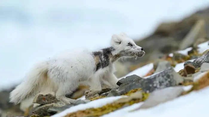 Framed Print : Arctic fox cub (Vulpes lagopus) in Svalbard with fur lice Framed Print : Arctic fox cub (Vulpes lagopus) in Svalbard with fur lice