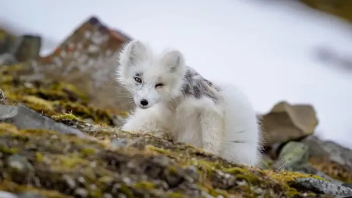 Framed Print : Arctic fox cub (Vulpes lagopus) in Svalbard with fur lice Framed Print : Arctic fox cub (Vulpes lagopus) in Svalbard with fur lice