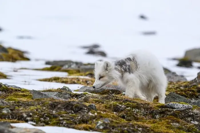 Framed Print : Arctic fox cub (Vulpes lagopus) in Svalbard with fur lice