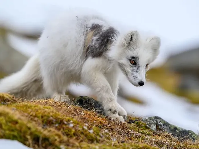 Framed Print : Arctic fox cub (Vulpes lagopus) in Svalbard with fur lice Framed Print : Arctic fox cub (Vulpes lagopus) in Svalbard with fur lice