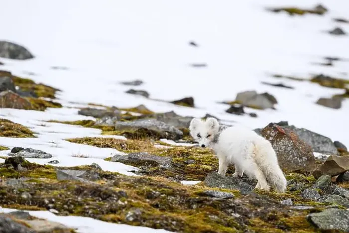 Framed Print : Arctic fox cub (Vulpes lagopus) in Svalbard with fur lice Framed Print : Arctic fox cub (Vulpes lagopus) in Svalbard with fur lice