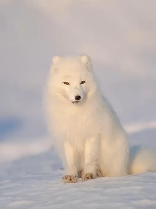 Framed Print : Arctic fox in snow during winter at Gronfjorden in Nordenskiold Land, Norway, Svalbard Framed Print : Arctic fox in snow during winter at Gronfjorden in Nordenskiold Land, Norway, Svalbard