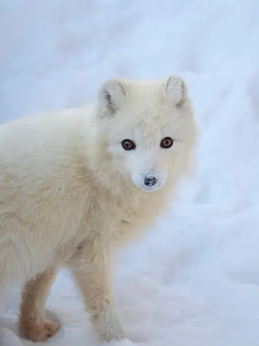 Framed Print : Arctic fox in snow during winter at Gronfjorden in Nordenskiold Land, Norway, Svalbard Framed Print : Arctic fox in snow during winter at Gronfjorden in Nordenskiold Land, Norway, Svalbard