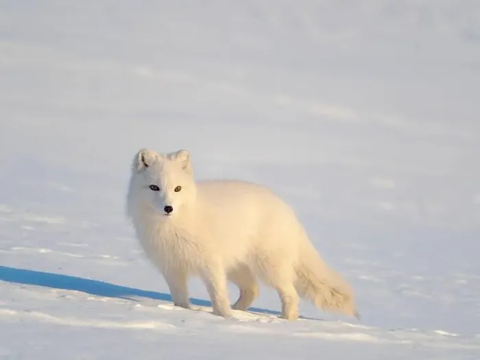 Framed Print : Arctic fox in snow during winter at Gronfjorden in Nordenskiold Land, Norway, Svalbard Framed Print : Arctic fox in snow during winter at Gronfjorden in Nordenskiold Land, Norway, Svalbard