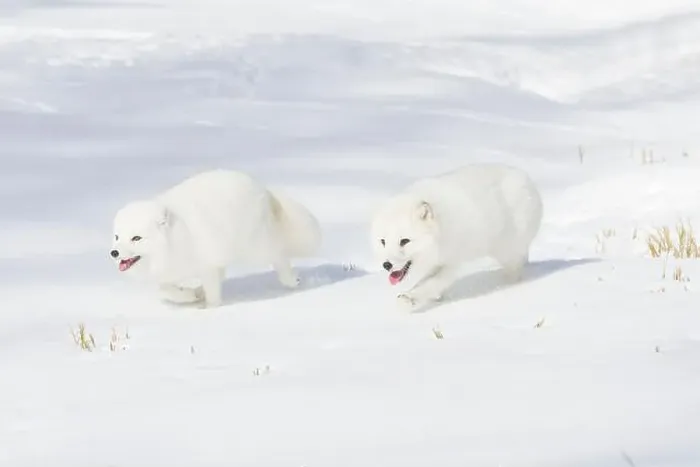 Framed Print : Arctic fox Vulpes lagopus, 2 adults in winter coat, walking in snow, controlled conditions Framed Print : Arctic fox Vulpes lagopus, 2 adults in winter coat, walking in snow, controlled conditions
