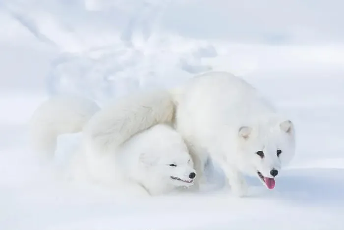 Framed Print : Arctic fox Vulpes lagopus, 2 adults in winter coat, walking in snow, controlled conditions Framed Print : Arctic fox Vulpes lagopus, 2 adults in winter coat, walking in snow, controlled conditions