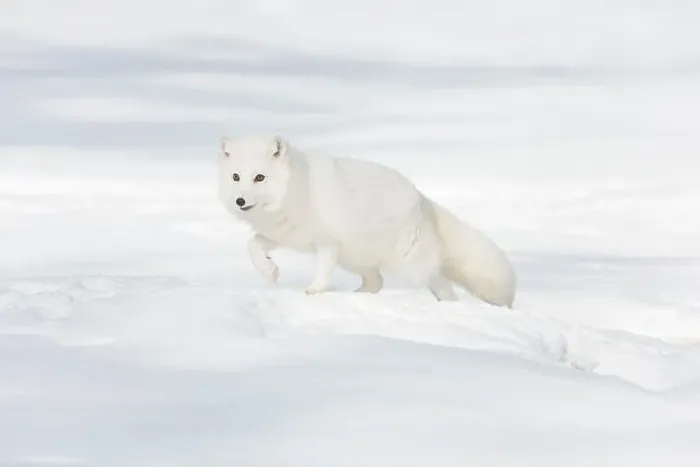 Framed Print : Arctic fox Vulpes lagopus, adult in winter coat, walking in snow, controlled conditions Framed Print : Arctic fox Vulpes lagopus, adult in winter coat, walking in snow, controlled conditions