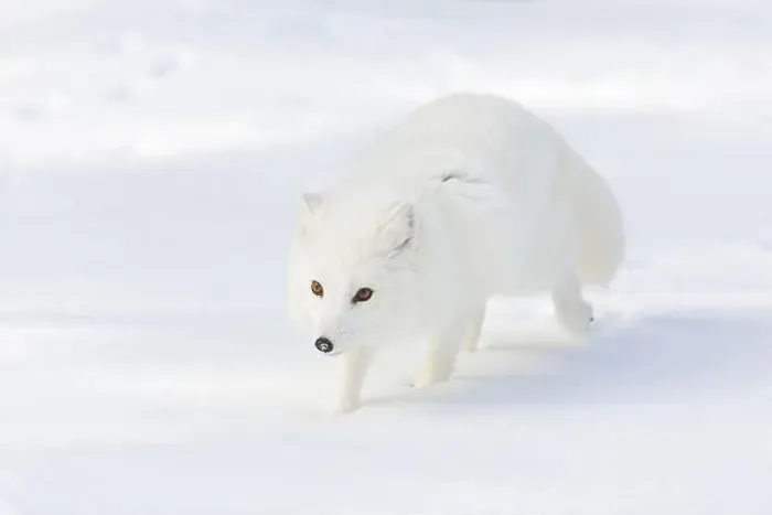 Framed Print : Arctic fox Vulpes lagopus, adult in winter coat, walking in snow, controlled conditions
