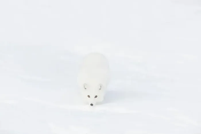 Framed Print : Arctic fox Vulpes lagopus, adult in winter coat, walking in snow, controlled conditions Framed Print : Arctic fox Vulpes lagopus, adult in winter coat, walking in snow, controlled conditions