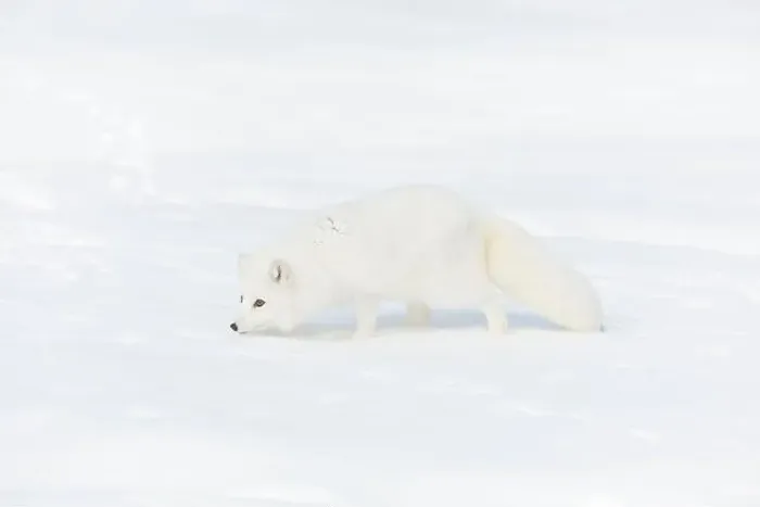 Framed Print : Arctic fox Vulpes lagopus, adult in winter coat, walking in snow, controlled conditions Framed Print : Arctic fox Vulpes lagopus, adult in winter coat, walking in snow, controlled conditions