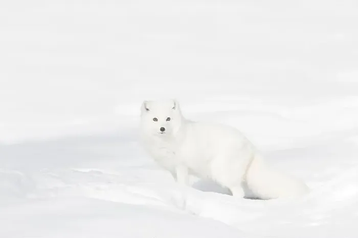 Framed Print : Arctic fox Vulpes lagopus, adult in winter coat, standing in snow, controlled conditions Framed Print : Arctic fox Vulpes lagopus, adult in winter coat, standing in snow, controlled conditions