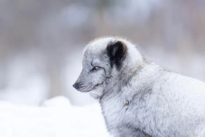 Framed Print : Arctic fox (Vulpes lagopus) in winter