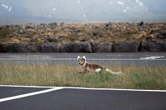 Framed Print : Arctic fox walking in a car park in Iceland Framed Print : Arctic fox walking in a car park in Iceland