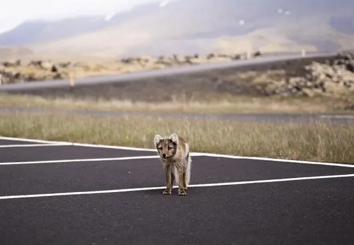 Framed Print : Arctic fox walking in a car park in Iceland Framed Print : Arctic fox walking in a car park in Iceland