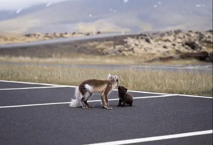 Framed Print : Arctic fox with her young puppy walking in a car park in Iceland Framed Print : Arctic fox with her young puppy walking in a car park in Iceland