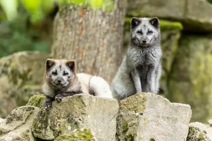 Framed Print : Two arctic foxes (Alopex lagopus) Framed Print : Two arctic foxes (Alopex lagopus)