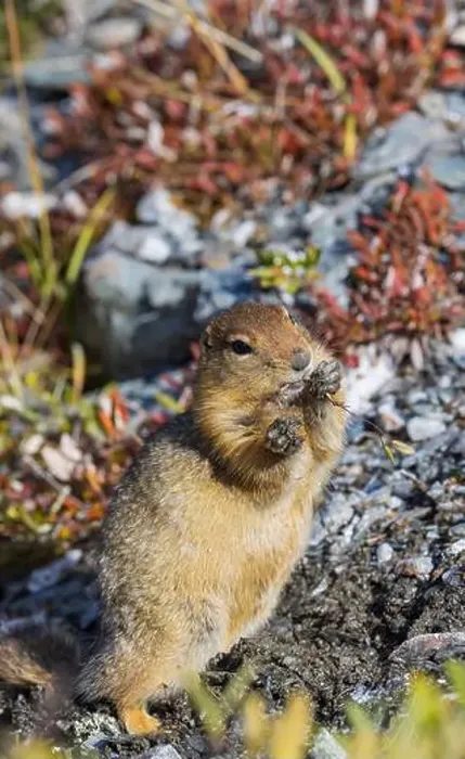 Framed Print : Arctic Ground Squirrel in Autumn in Denali National Park Alaska Framed Print : Arctic Ground Squirrel in Autumn in Denali National Park Alaska