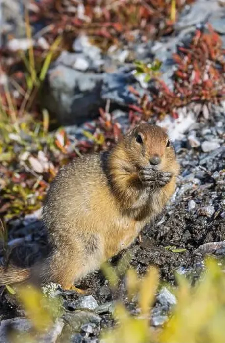 Framed Print : Arctic Ground Squirrel in Autumn in Denali National Park Alaska Framed Print : Arctic Ground Squirrel in Autumn in Denali National Park Alaska