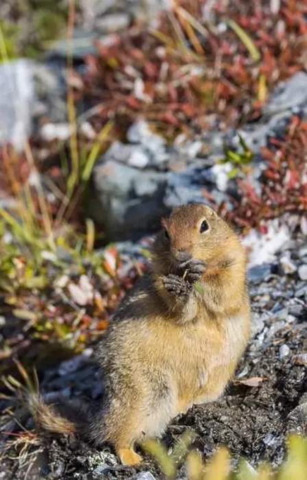 Framed Print : Arctic Ground Squirrel in Autumn in Denali National Park Alaska Framed Print : Arctic Ground Squirrel in Autumn in Denali National Park Alaska