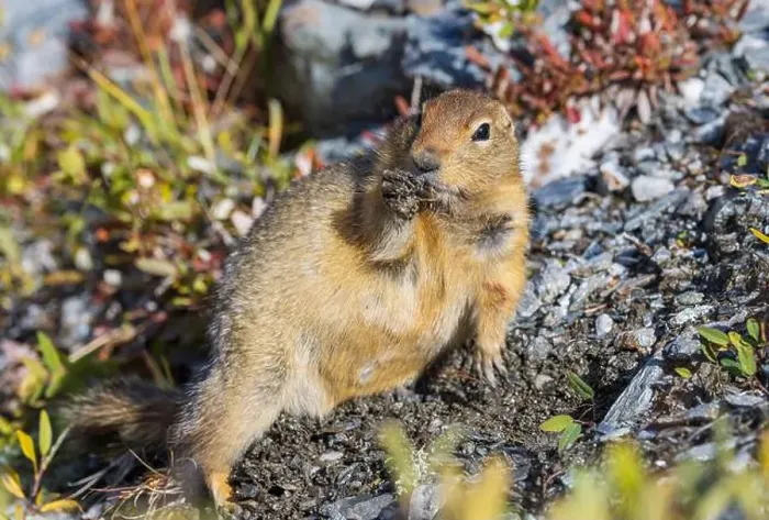 Framed Print : Arctic Ground Squirrel in Autumn in Denali National Park Alaska Framed Print : Arctic Ground Squirrel in Autumn in Denali National Park Alaska
