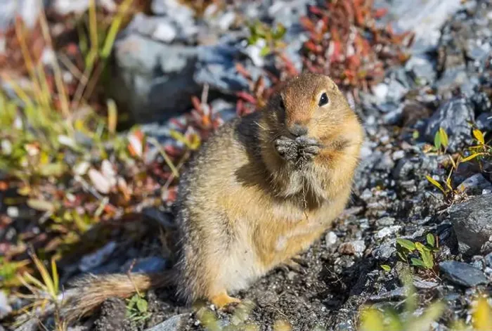 Framed Print : Arctic Ground Squirrel in Autumn in Denali National Park Alaska Framed Print : Arctic Ground Squirrel in Autumn in Denali National Park Alaska