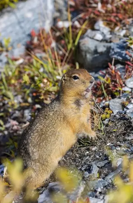 Framed Print : Arctic Ground Squirrel in Autumn in Denali National Park Alaska Framed Print : Arctic Ground Squirrel in Autumn in Denali National Park Alaska