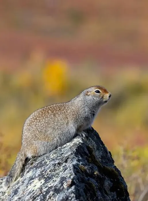 Framed Print : Arctic Ground Squirrel in Denali National Park Alaska in Autumn Framed Print : Arctic Ground Squirrel in Denali National Park Alaska in Autumn