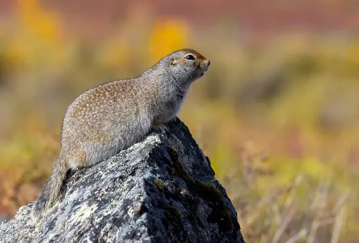 Framed Print : Arctic Ground Squirrel in Denali National Park Alaska in Autumn Framed Print : Arctic Ground Squirrel in Denali National Park Alaska in Autumn