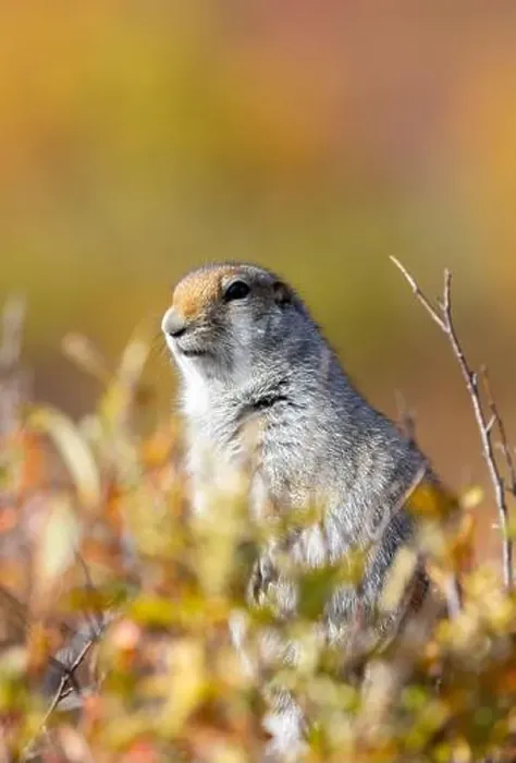 Framed Print : Arctic Ground Squirrel in Denali National Park Alaska in Autumn Framed Print : Arctic Ground Squirrel in Denali National Park Alaska in Autumn