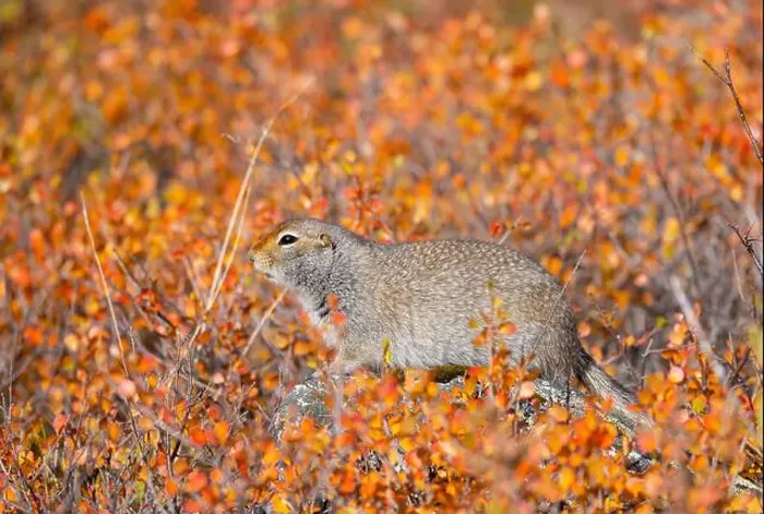 Framed Print : Arctic Ground Squirrel in Denali National Park Alaska in Autumn Framed Print : Arctic Ground Squirrel in Denali National Park Alaska in Autumn