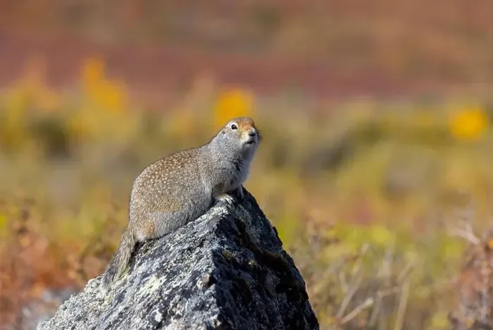 Framed Print : Arctic Ground Squirrel in Denali National Park Alaska in Autumn Framed Print : Arctic Ground Squirrel in Denali National Park Alaska in Autumn