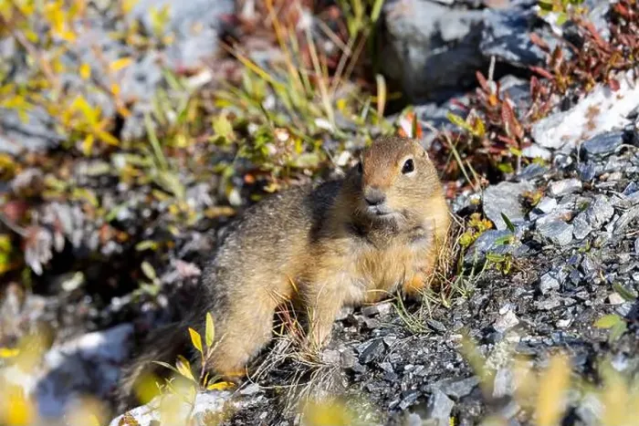 Framed Print : Arctic Ground Squirrel in Denali National Park Alaska in Autumn Framed Print : Arctic Ground Squirrel in Denali National Park Alaska in Autumn