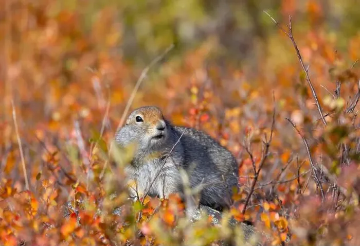 Framed Print : Arctic Ground Squirrel in Denali National Park Alaska in Autumn Framed Print : Arctic Ground Squirrel in Denali National Park Alaska in Autumn