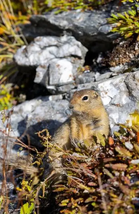 Framed Print : Arctic Ground Squirrel in Denali National Park Alaska in Autumn Framed Print : Arctic Ground Squirrel in Denali National Park Alaska in Autumn